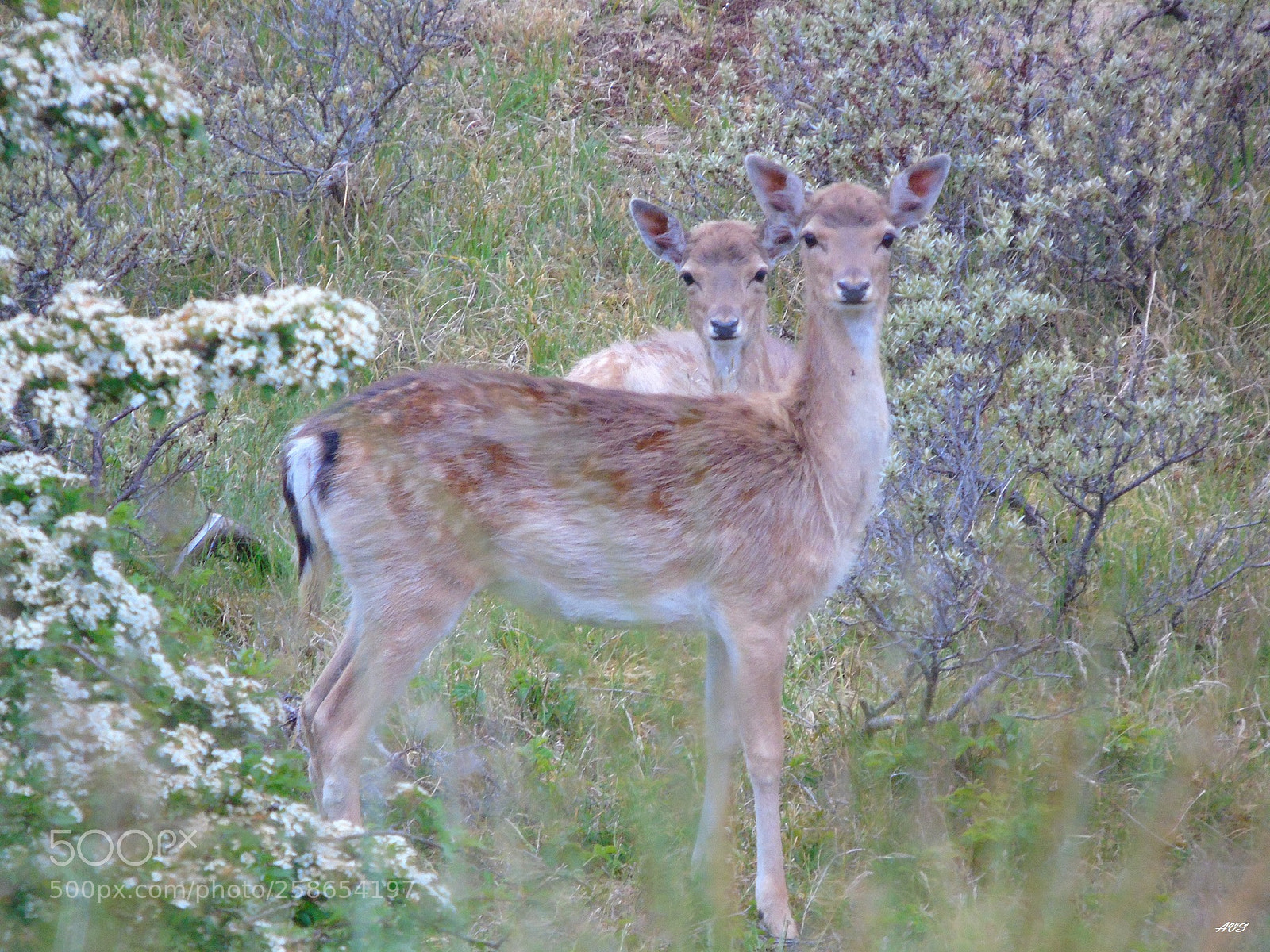 Sony Cyber-shot DSC-H400 sample photo. Forest princesses photography