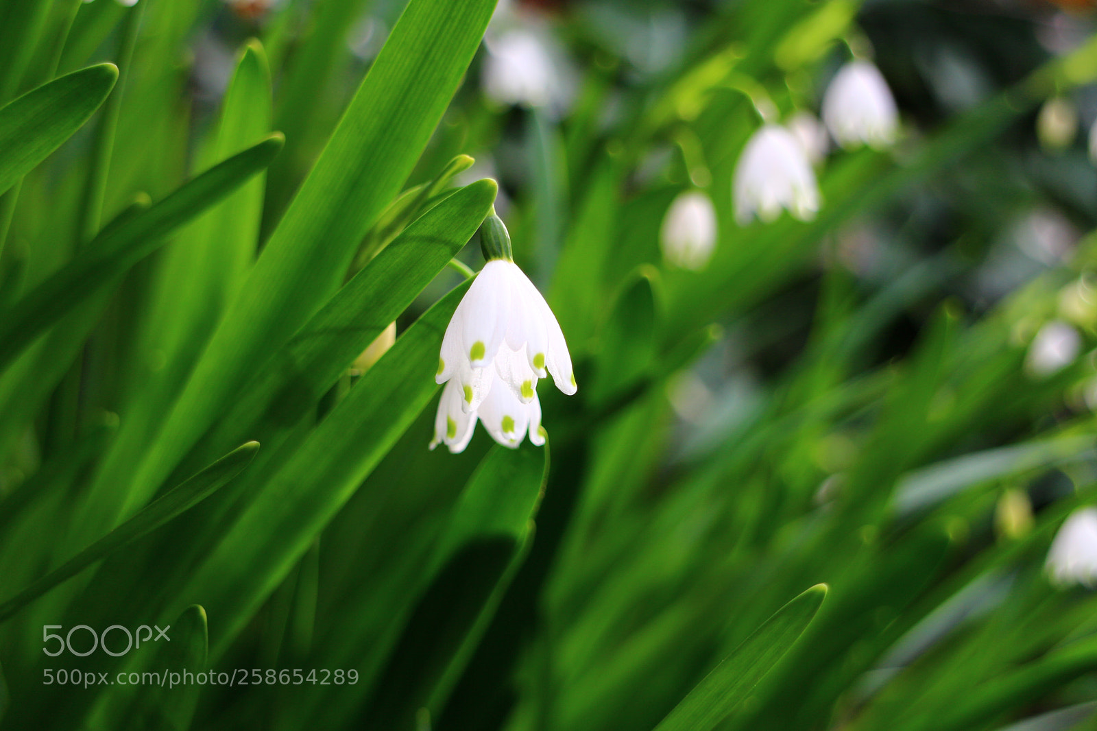 Canon EOS M sample photo. Img photography