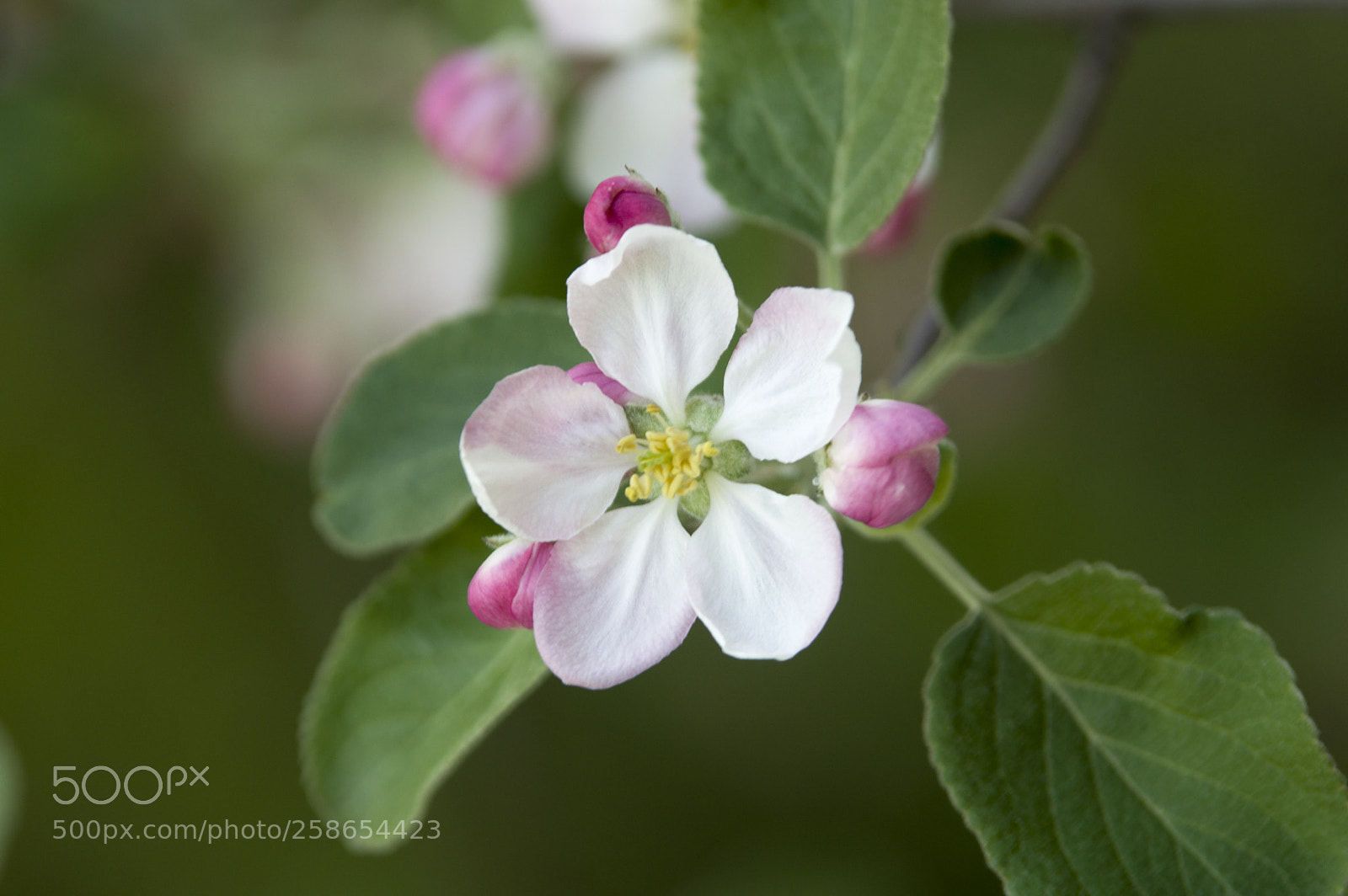 Pentax K-3 II sample photo. Apple tree blossom photography