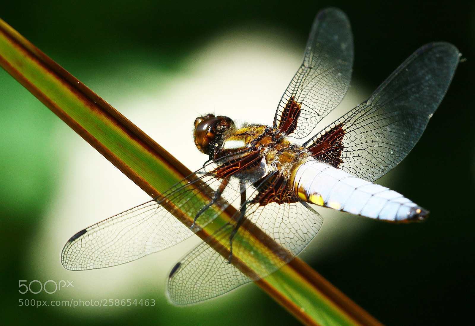Canon EOS 7D Mark II sample photo. Libellula depressa photography