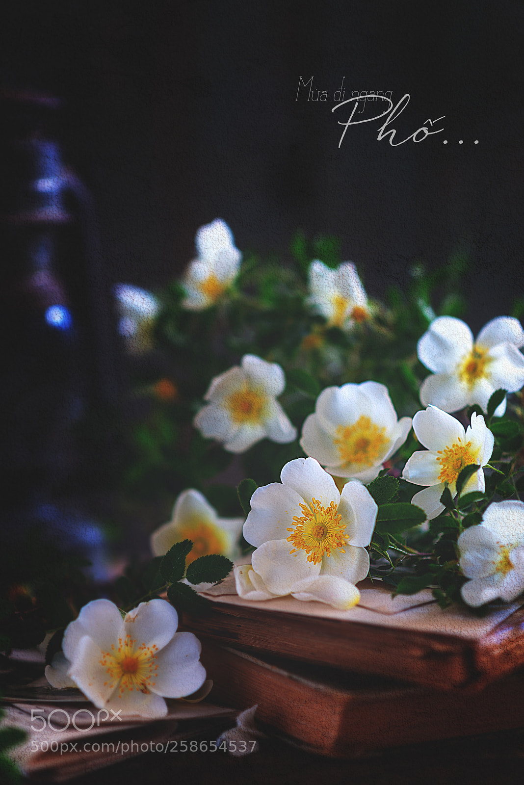 Nikon D610 sample photo. M a i ngang photography