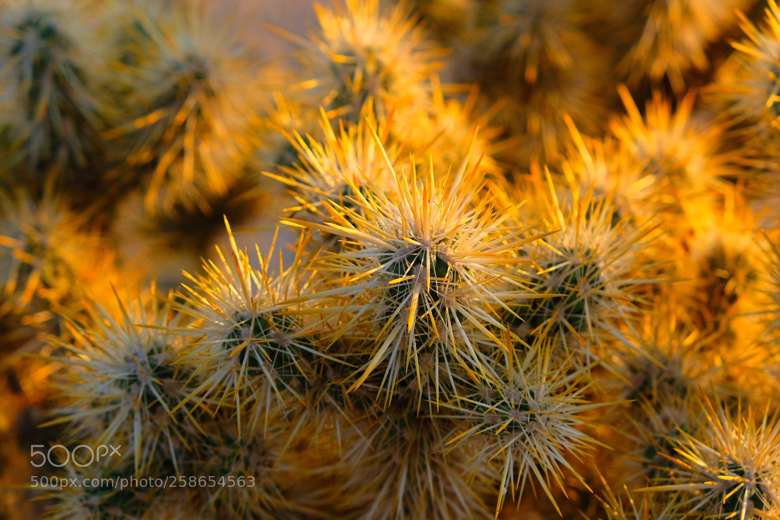 Fujifilm X-T2 sample photo. 29 palms... photography