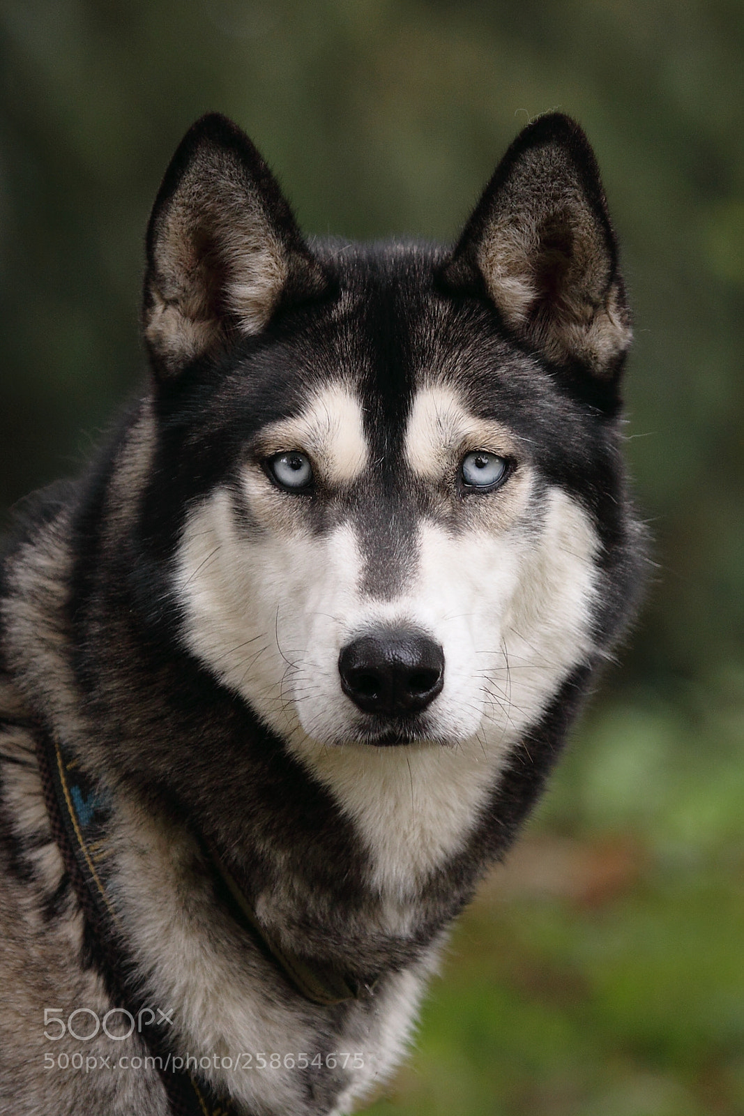 Canon EOS 50D sample photo. Blue-eyed photography