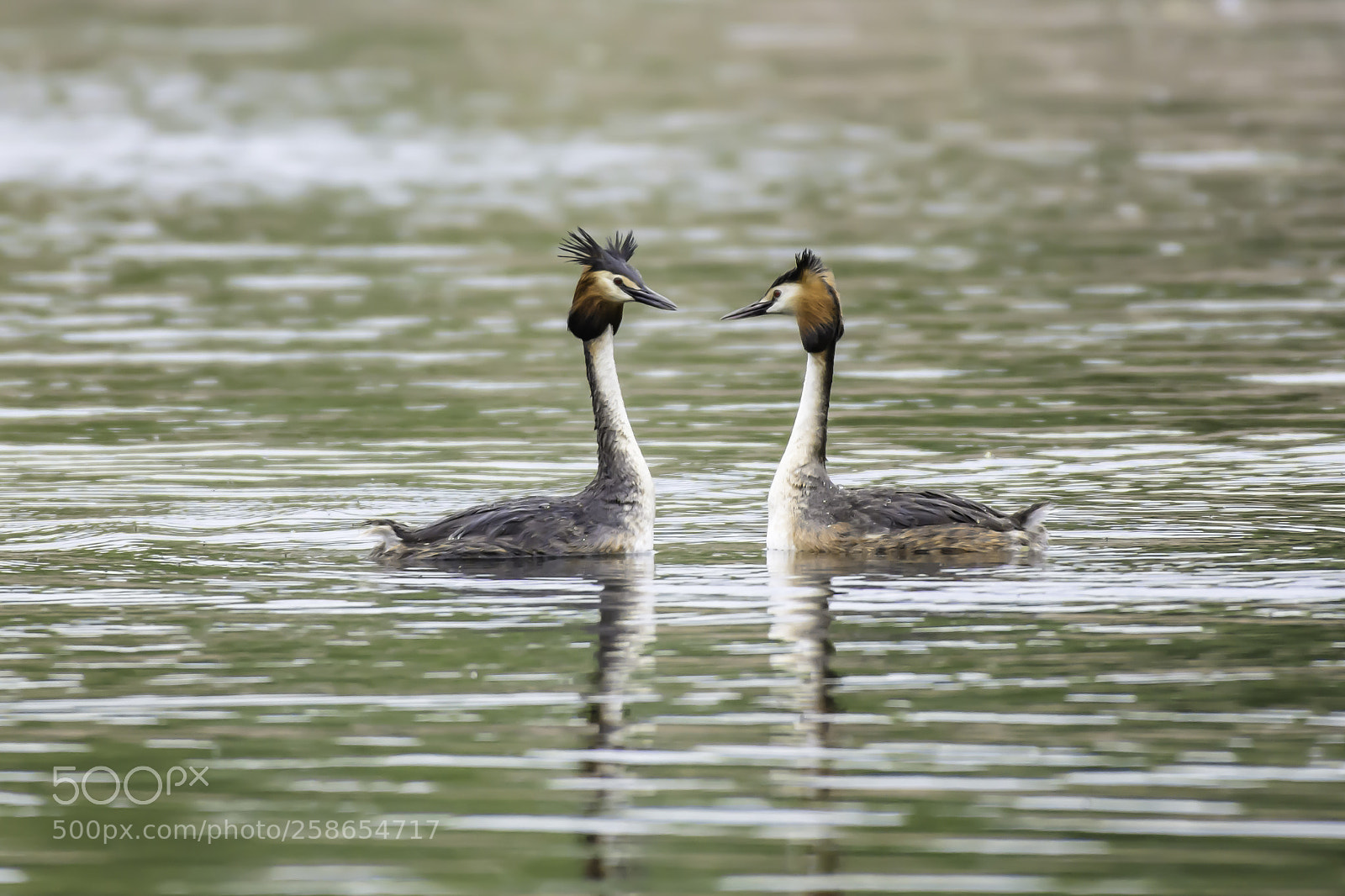 Nikon D7200 sample photo. Great crested grebe mating. photography