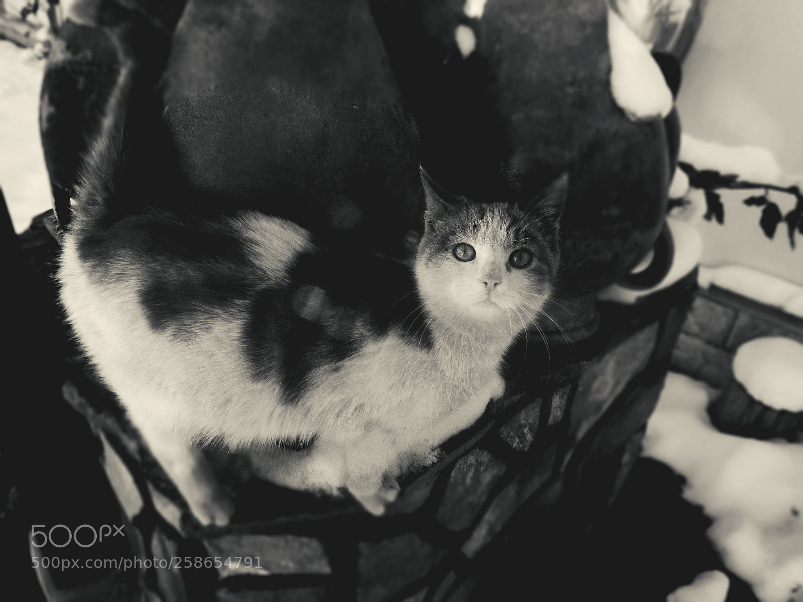 Canon PowerShot SX410 IS sample photo. My cat vincent. photography