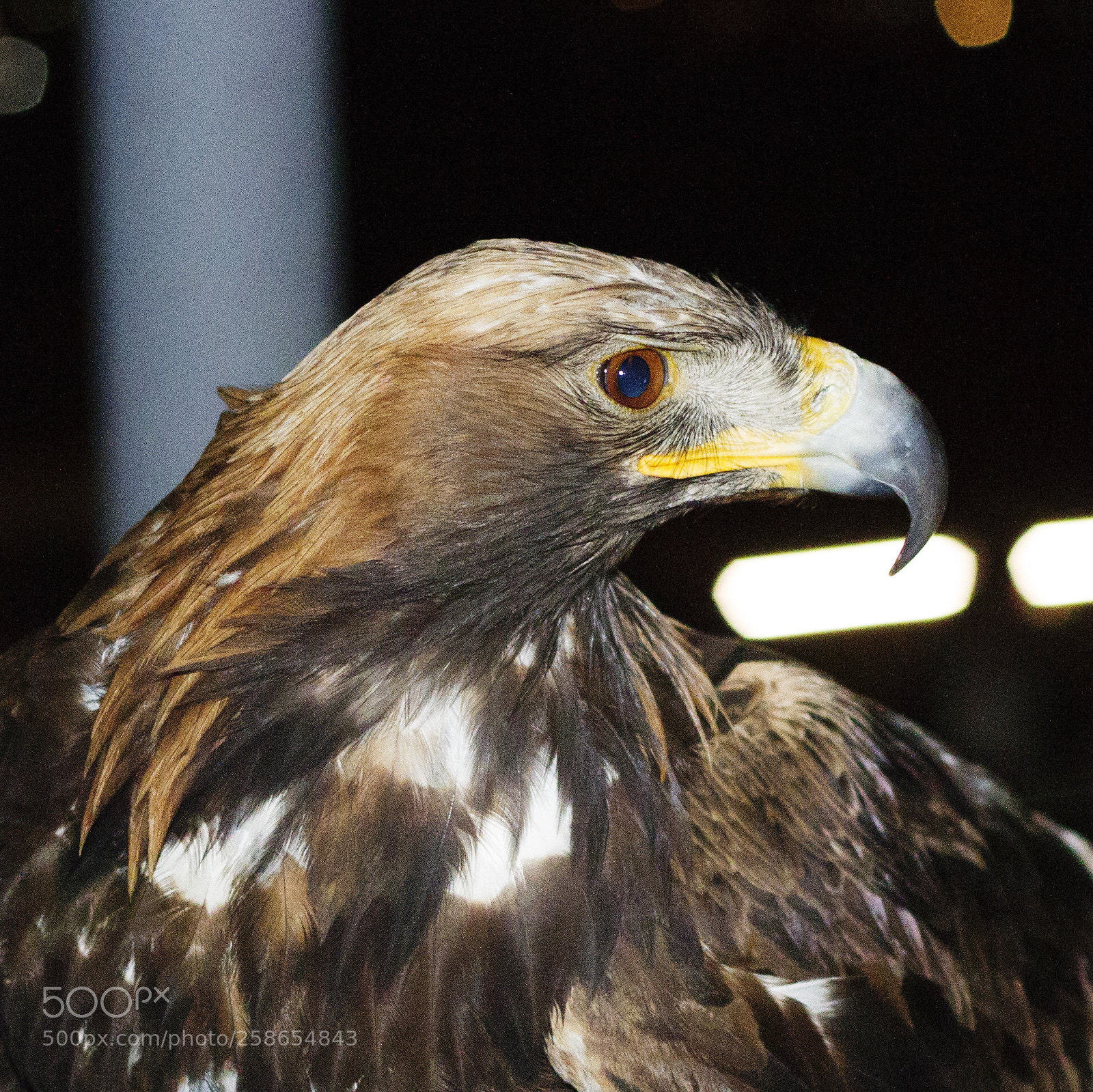 Canon EOS 7D sample photo. Eagle photography
