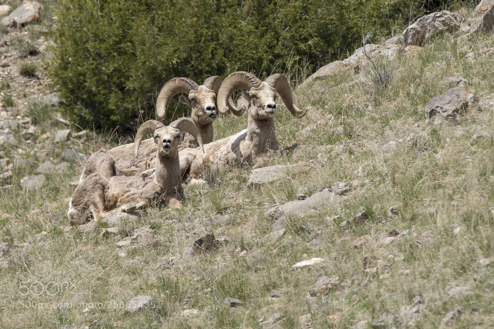 Nikon D500 sample photo. Big horn sheep in photography