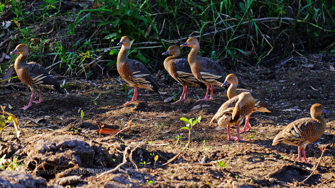 Fujifilm X-T1 sample photo. Plumed whistling ducks photography