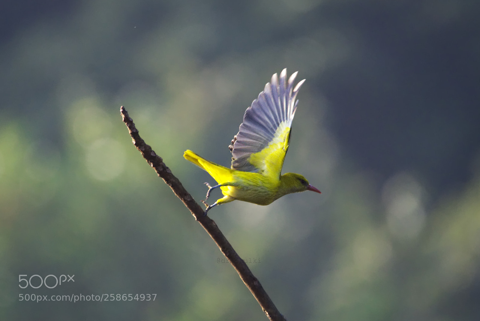 Nikon D7000 sample photo. The take off photography