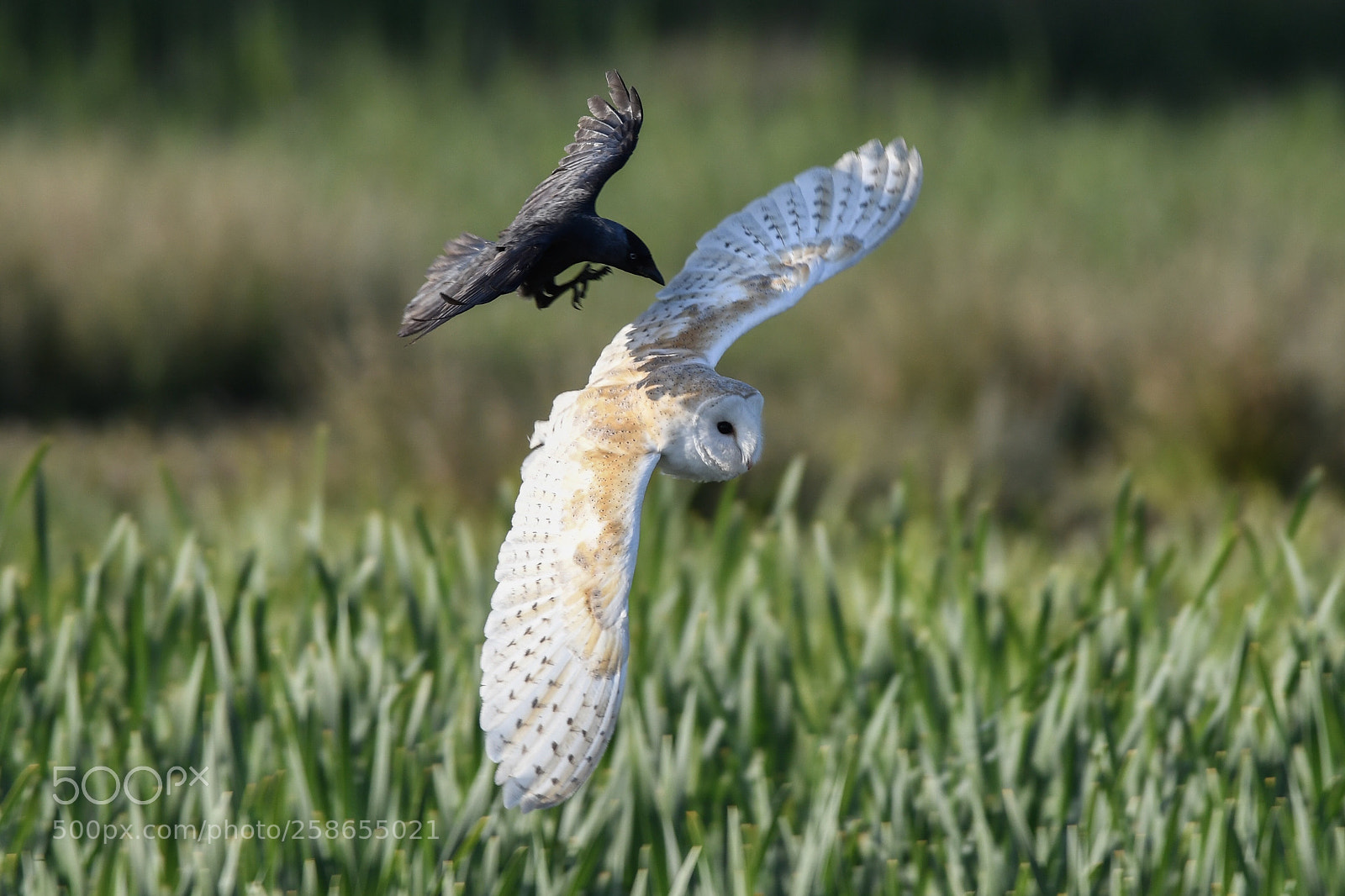 Nikon D850 sample photo. Under attack photography