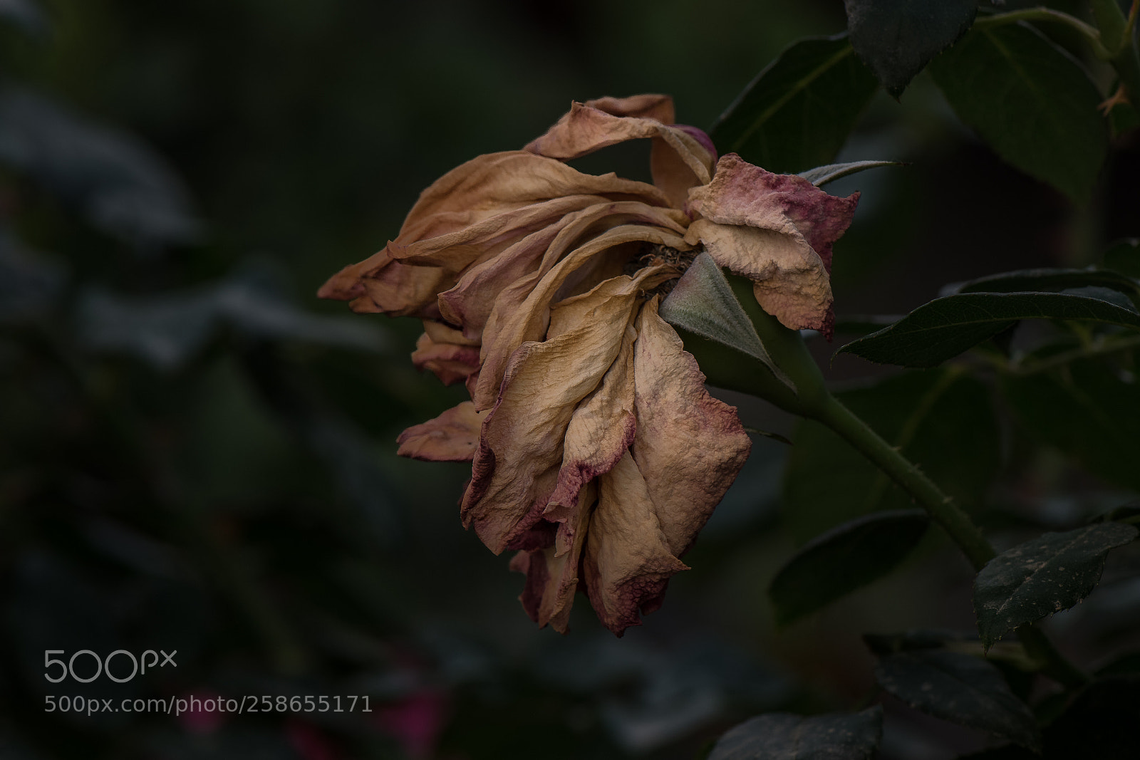 Nikon D850 sample photo. I once was, i photography
