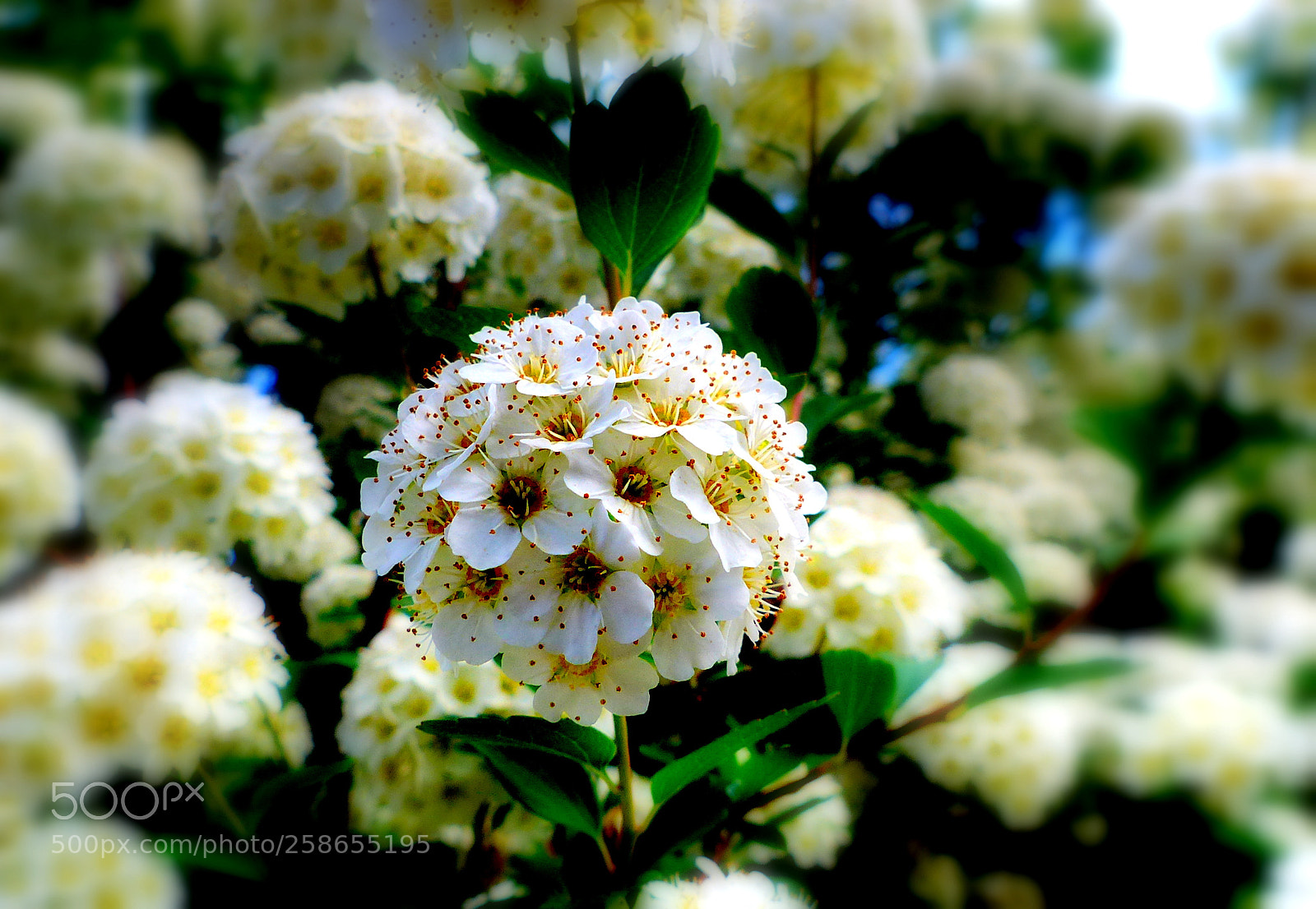 Panasonic Lumix DMC-FZ200 sample photo. Spring flowers. photography