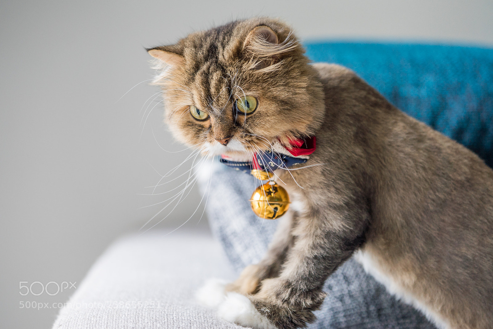 Sony a7S sample photo. Haku with the jingle photography