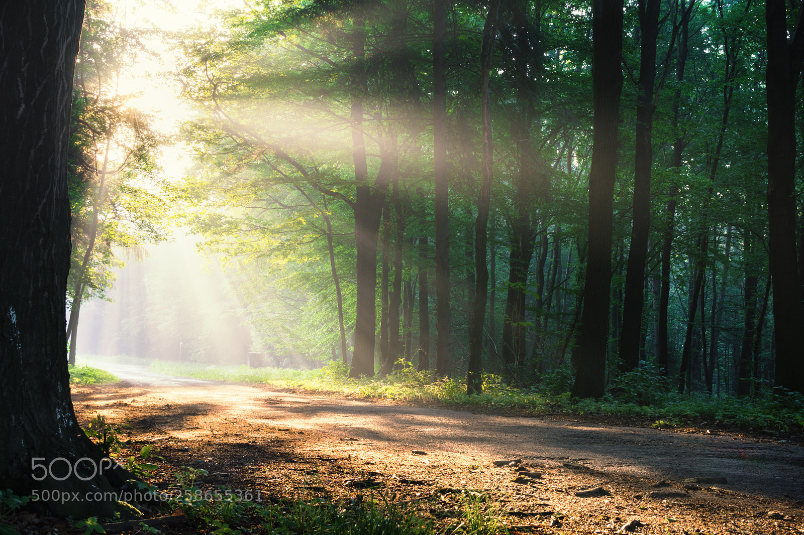 Nikon D7200 sample photo. Morning photography