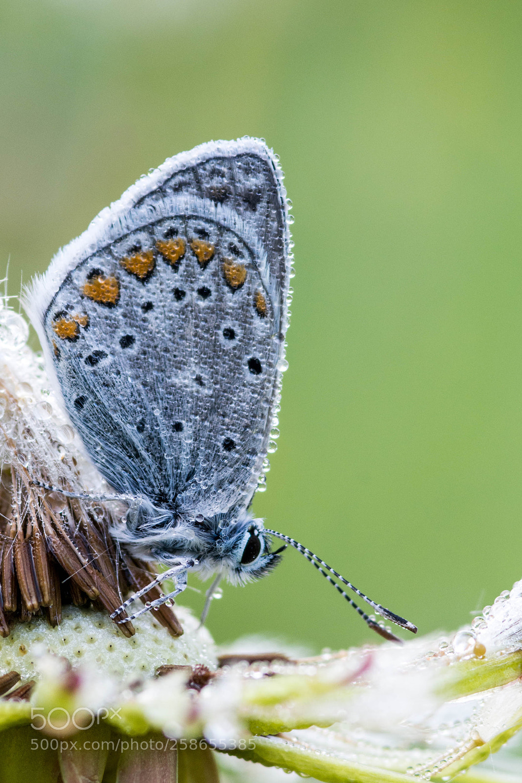 Nikon D7100 sample photo. Butterfly photography