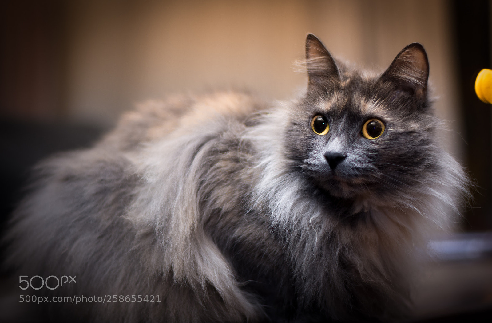 Nikon D7200 sample photo. Cat 9 photography