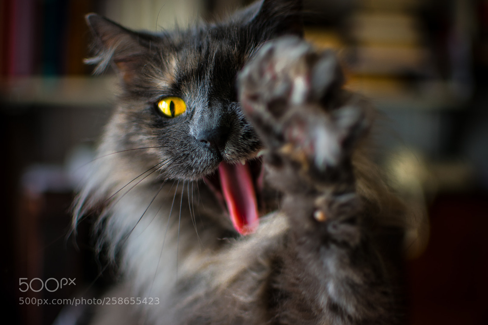 Nikon D3400 sample photo. Cat 10 photography