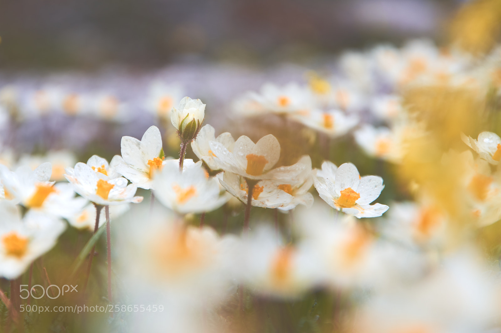 Pentax K-3 II sample photo. Blossom ... photography