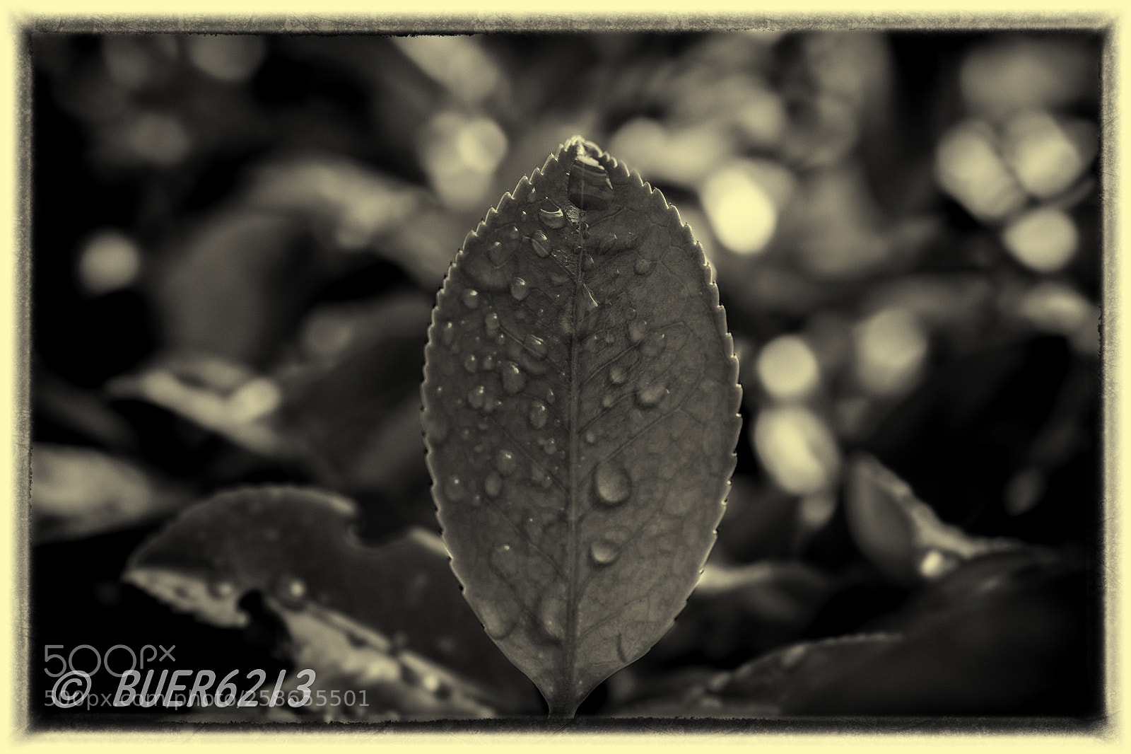 Nikon D7200 sample photo. Morning dew photography