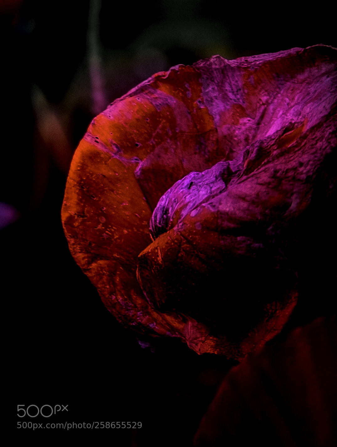 Fujifilm X-T1 sample photo. Altern ist schön photography