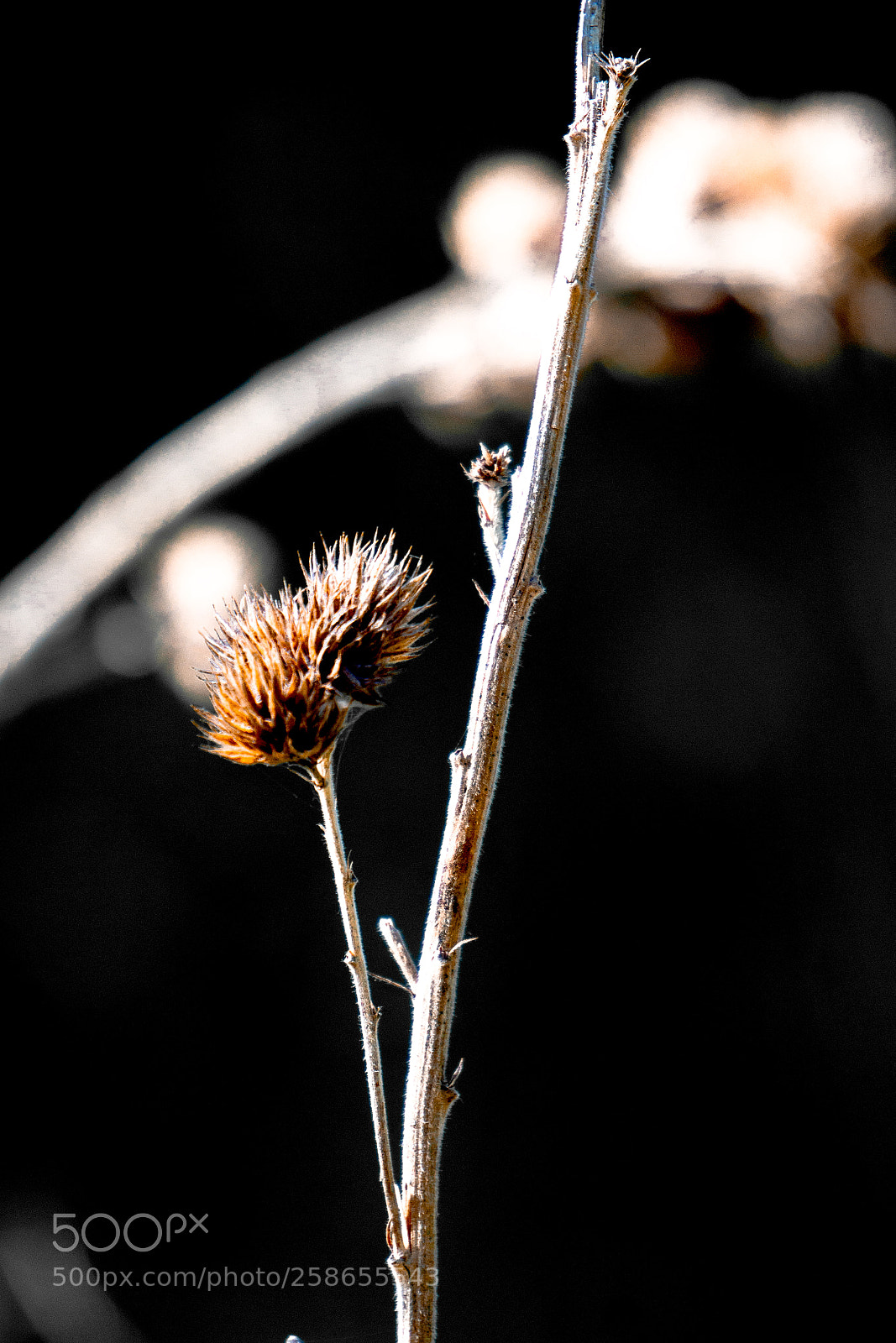 Sony a6000 sample photo. Burr photography
