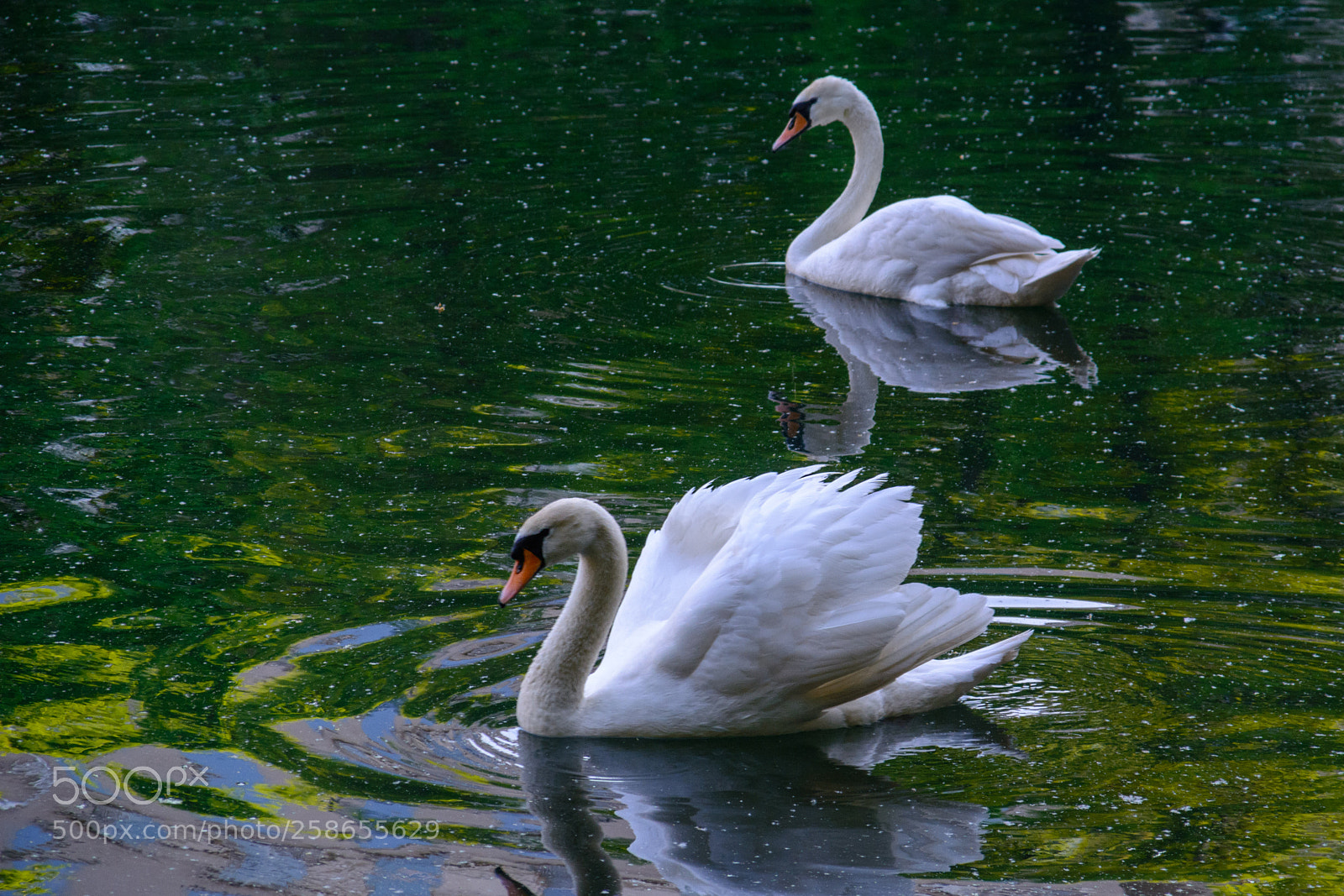 Nikon D5200 sample photo. Perfect pair photography