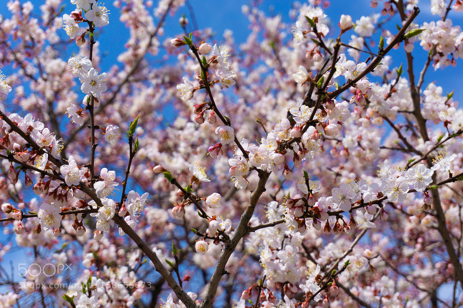 Sony a6000 sample photo. Bird cherry bloom photography