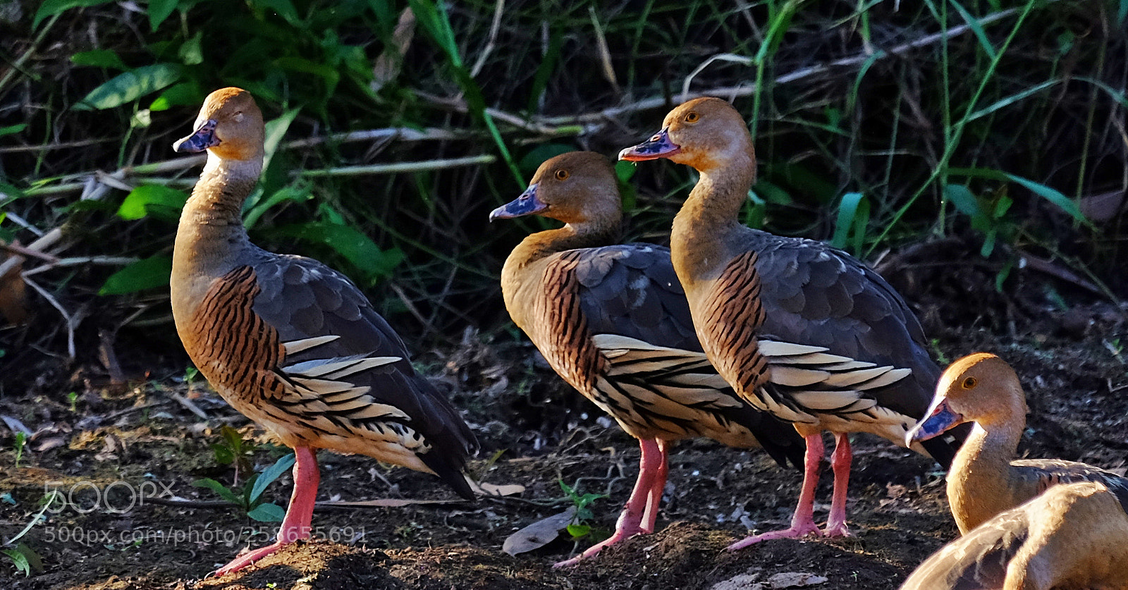 Fujifilm X-T1 sample photo. Plumed whistling ducks #2 photography