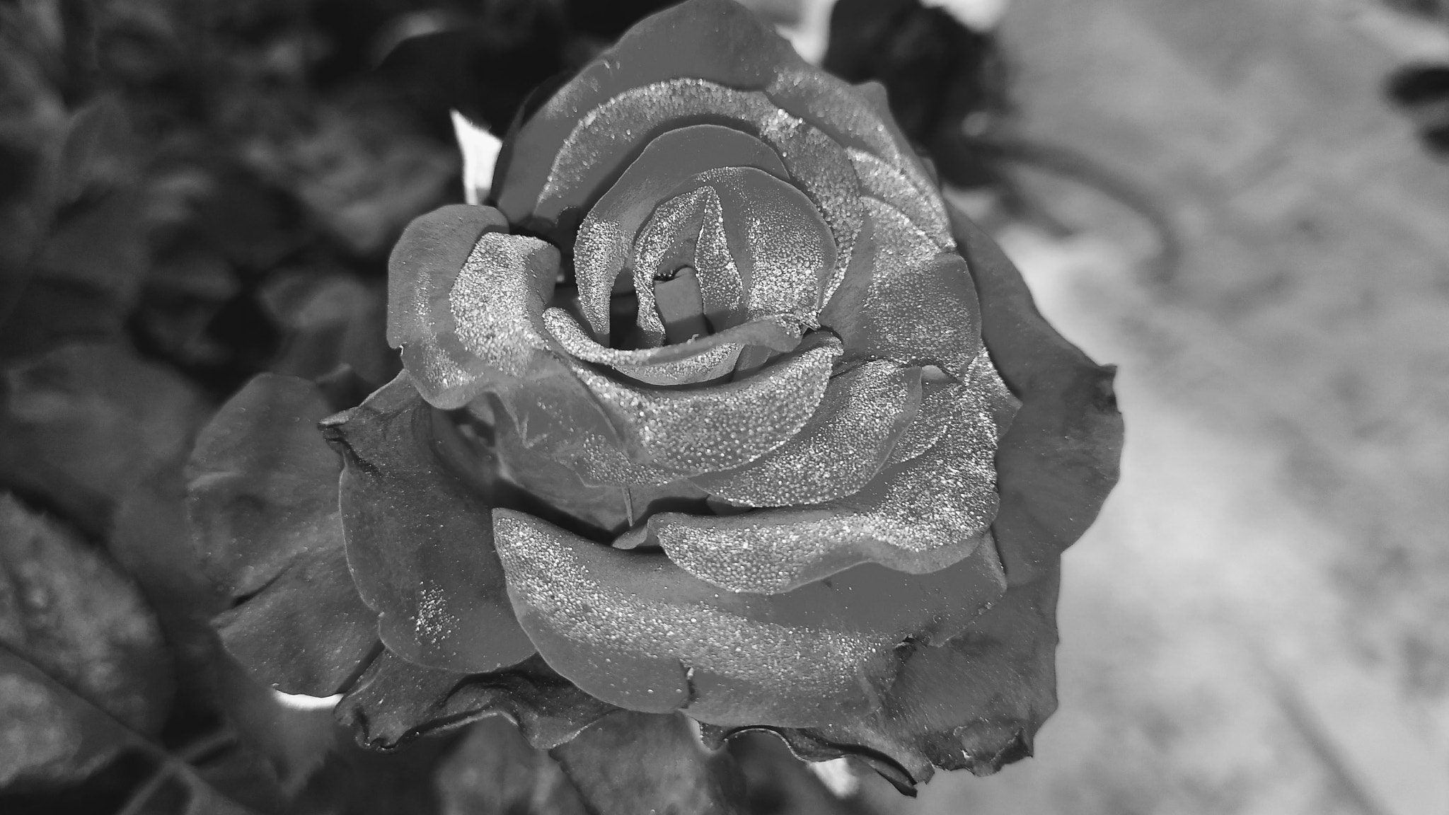 vivo 1611 sample photo. Black rose photography