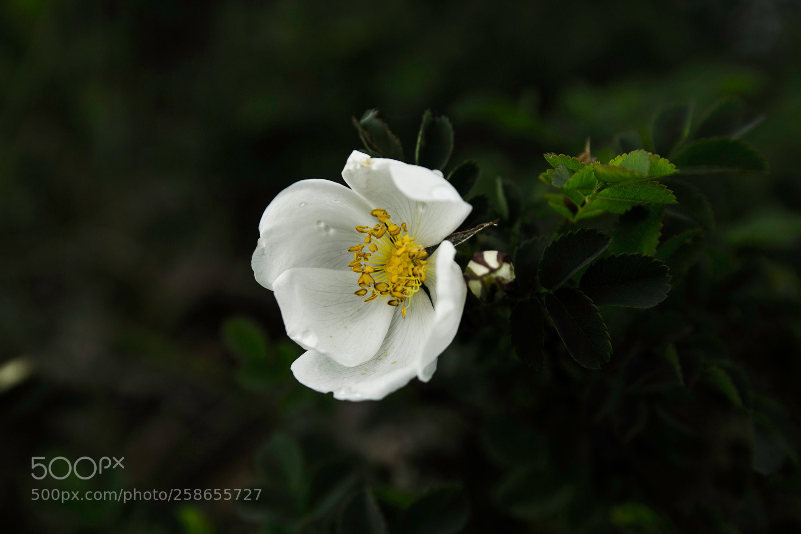 Canon EOS 1200D (EOS Rebel T5 / EOS Kiss X70 / EOS Hi) sample photo. Rosa corymbifera photography