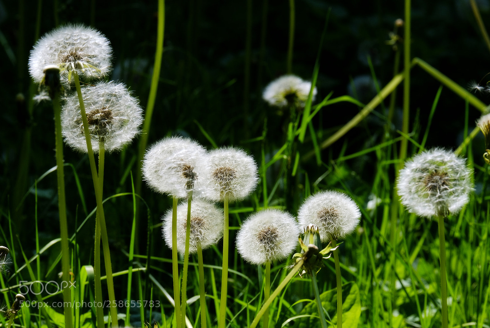 Fujifilm X-T20 sample photo. Lawn with dandelions photography