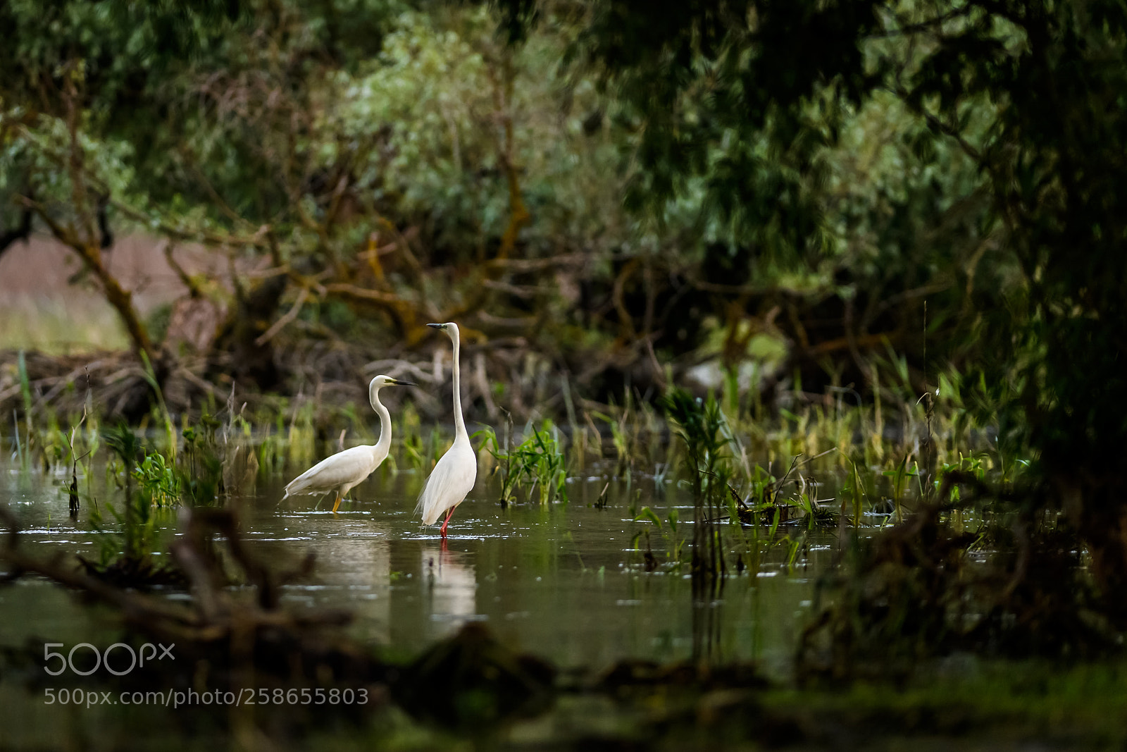 Nikon D5 sample photo. Great egret couple photography