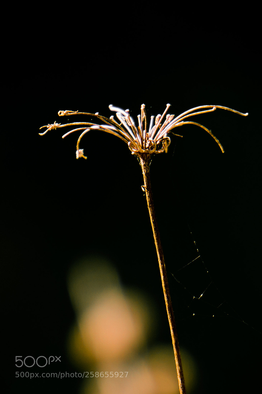 Sony a6000 sample photo. Dried flower photography