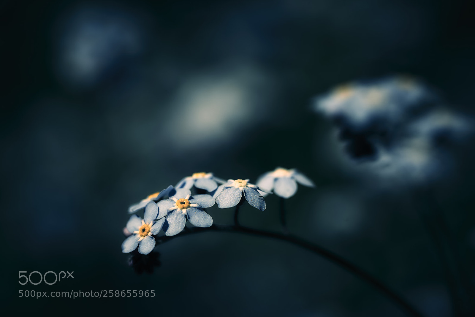 Nikon D800E sample photo. Pastel photography