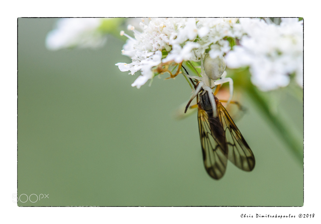 Nikon D7000 sample photo. Catch of the day photography