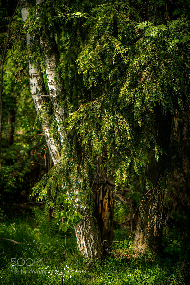 Sony a6000 sample photo. Spring in the forest photography