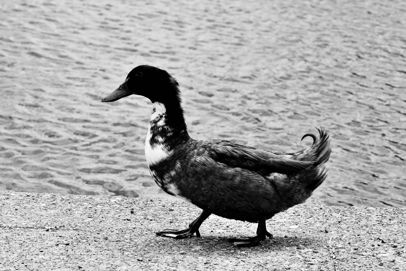 Nikon D3400 sample photo. Strolling photography