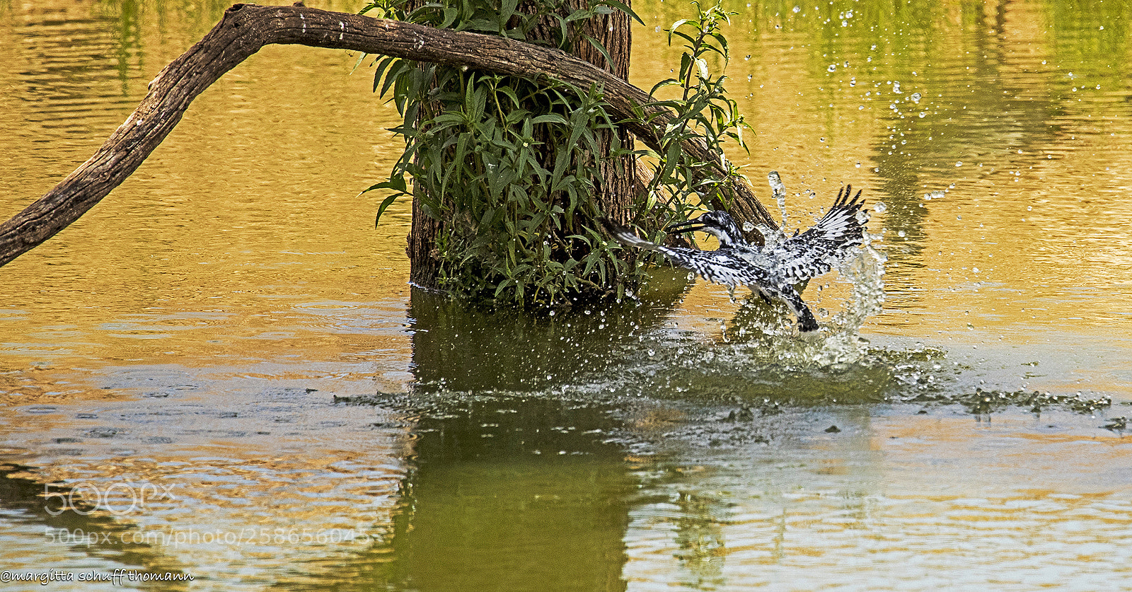 Canon EOS-1D X Mark II sample photo. Pied kingfisher photography