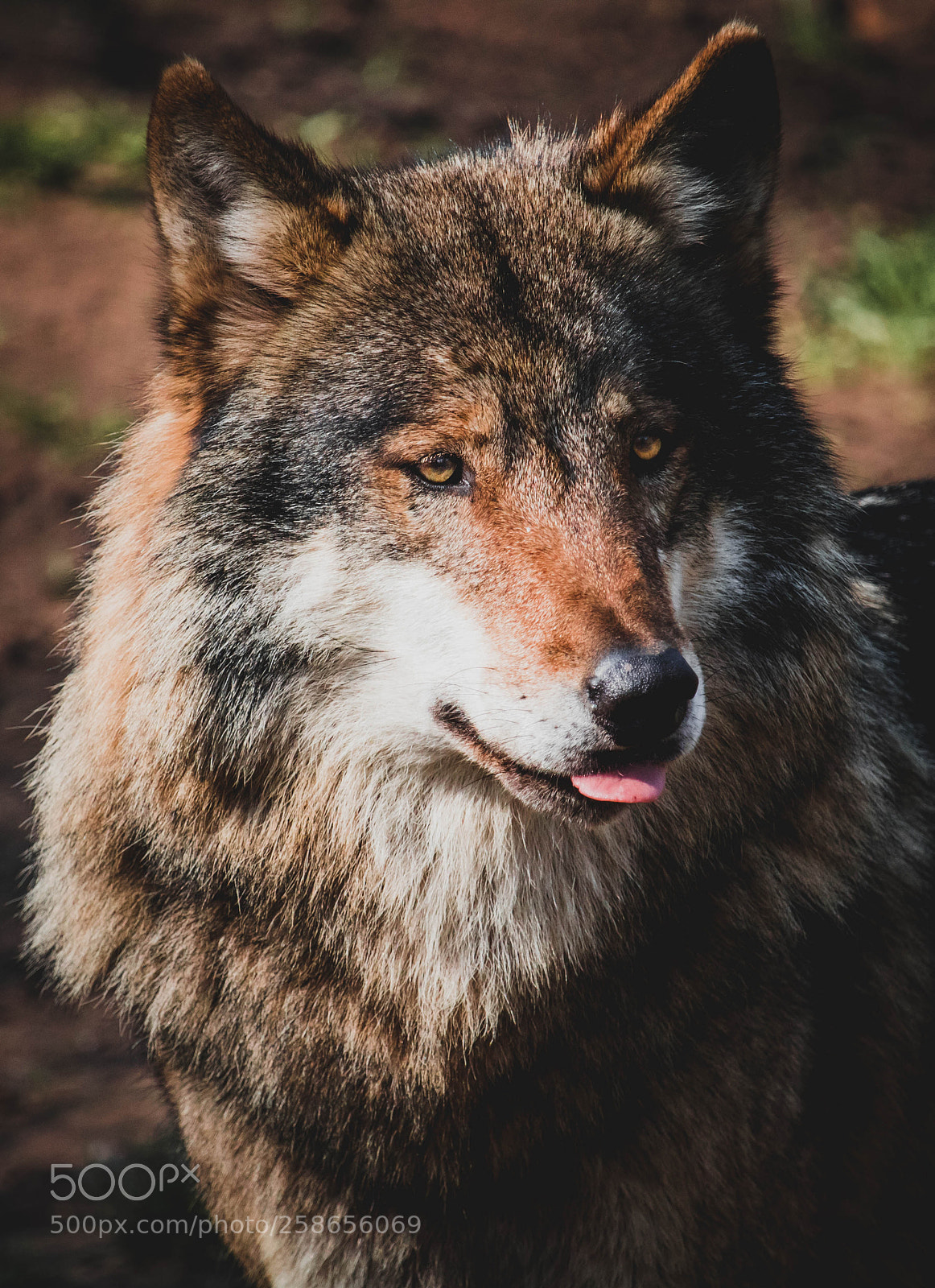 Canon EOS 750D (EOS Rebel T6i / EOS Kiss X8i) sample photo. Beware of a wolf photography