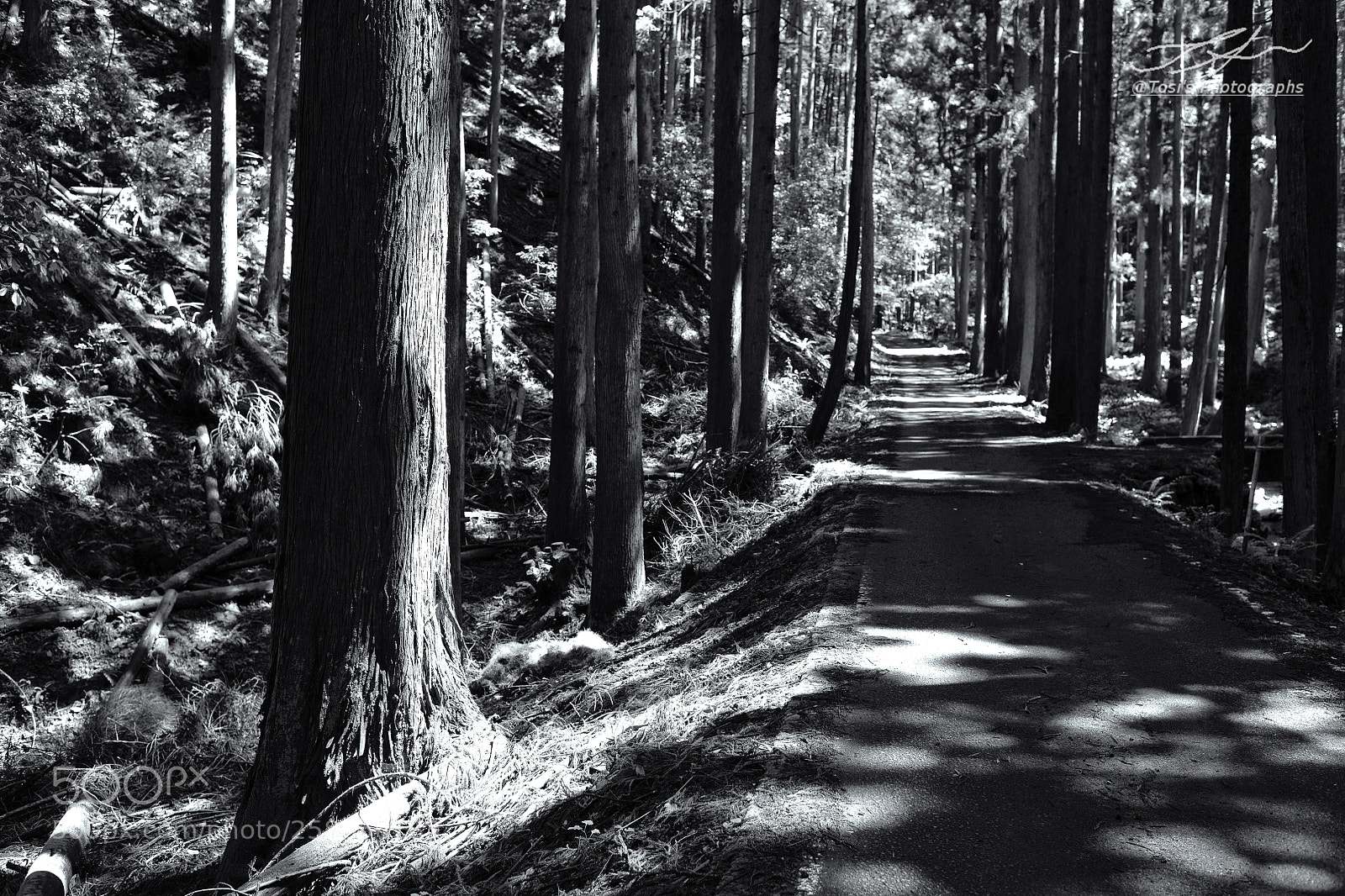 Nikon D850 sample photo. Light and shade between photography