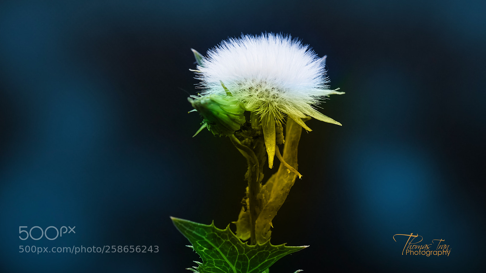 Sony a6000 sample photo. Wild cotton flower photography