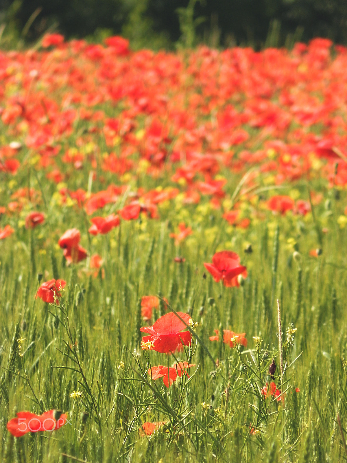 Olympus SP-620UZ sample photo. Poppies photography