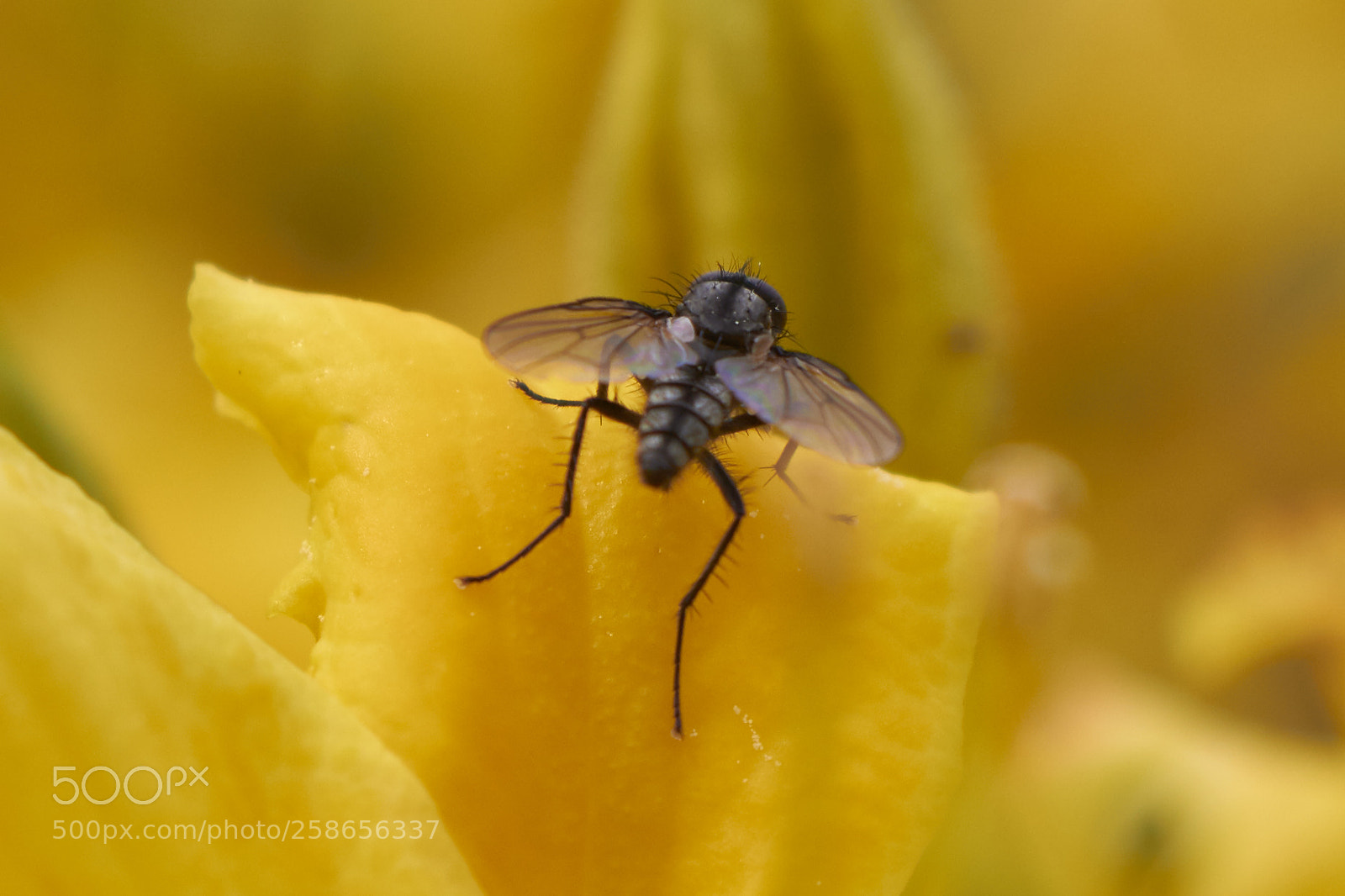 Canon EOS 100D (EOS Rebel SL1 / EOS Kiss X7) sample photo. Fly near moszna castle photography