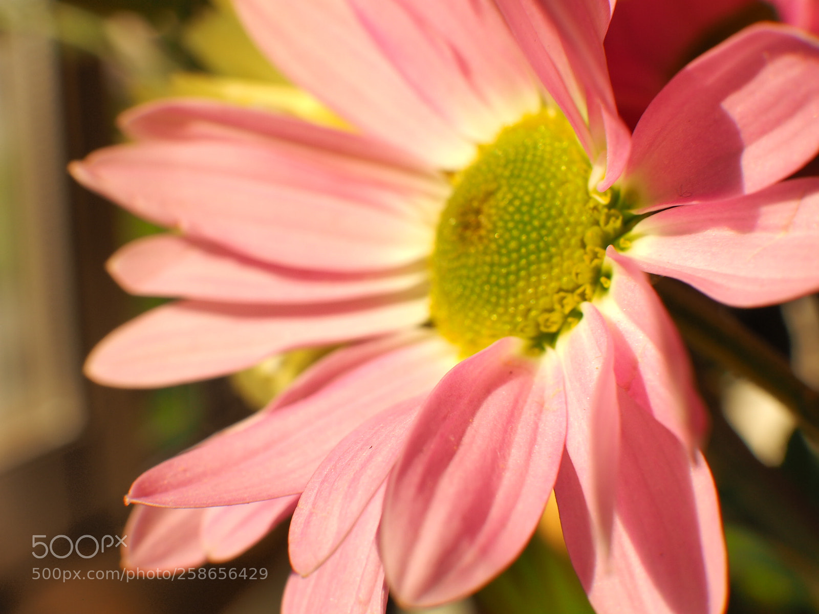 Olympus OM-D E-M1 sample photo. Macro - spring series photography