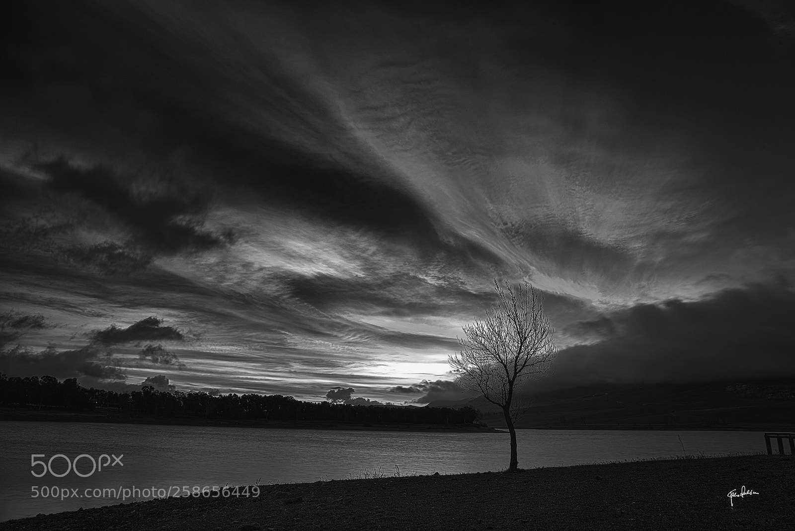 Nikon D800 sample photo. The naked tree photography