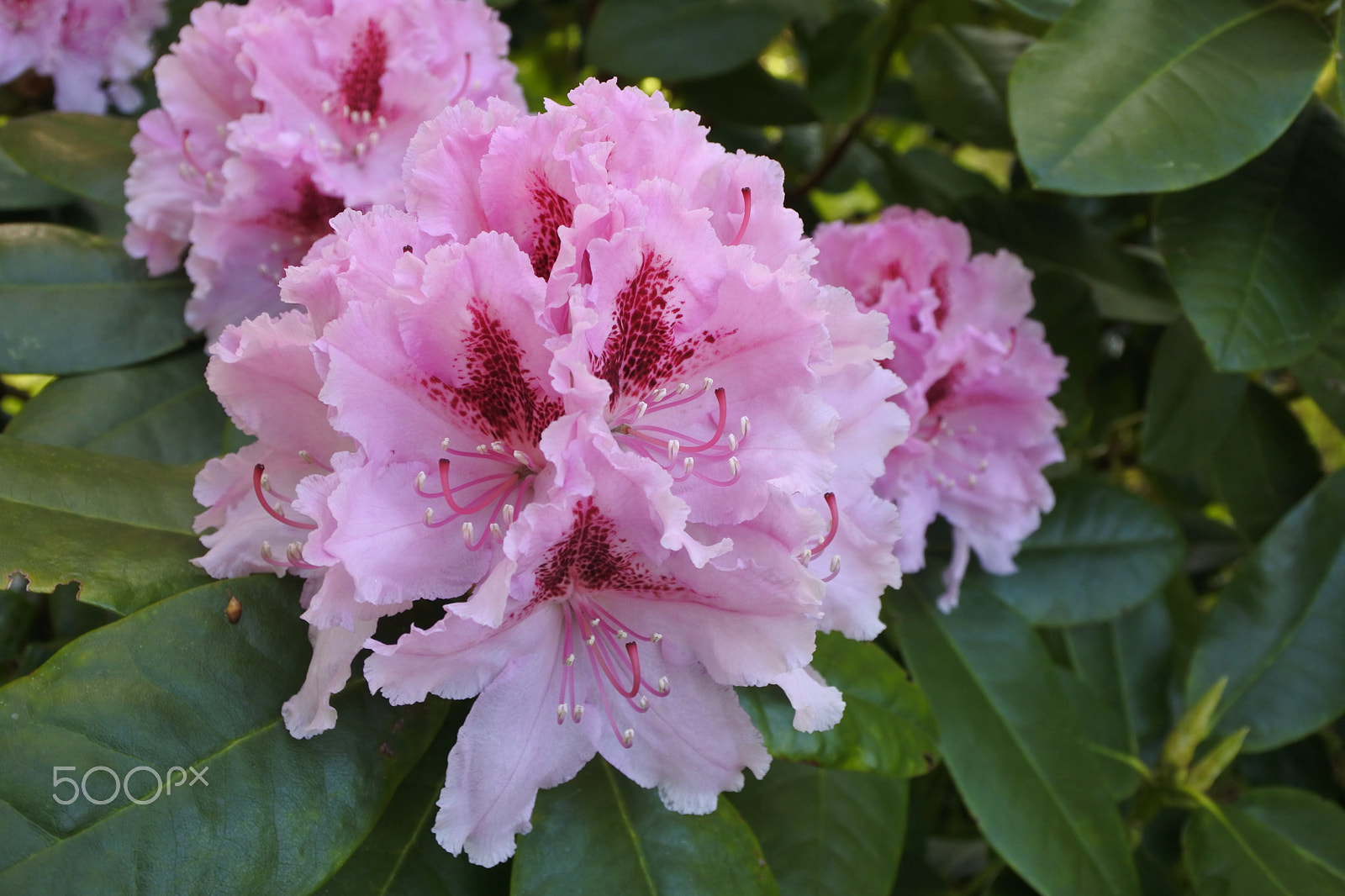 Nikon 1 J5 sample photo. Splendid in pink photography