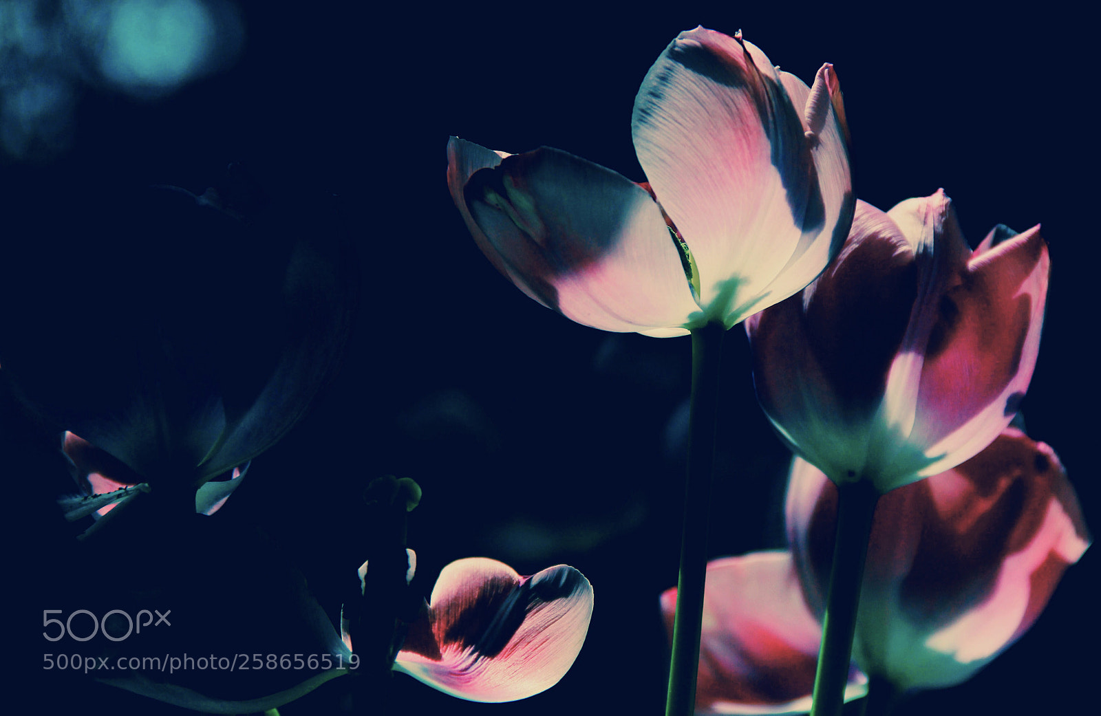 Canon EOS 60D sample photo.  be with you  photography