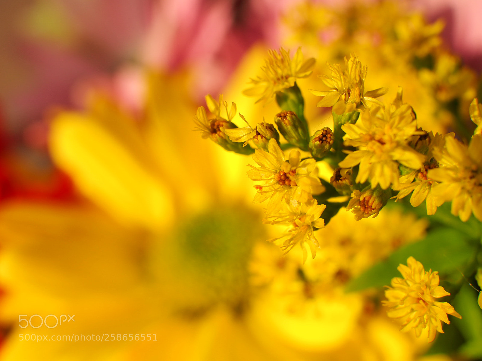 Olympus OM-D E-M1 sample photo. Macro - spring series photography