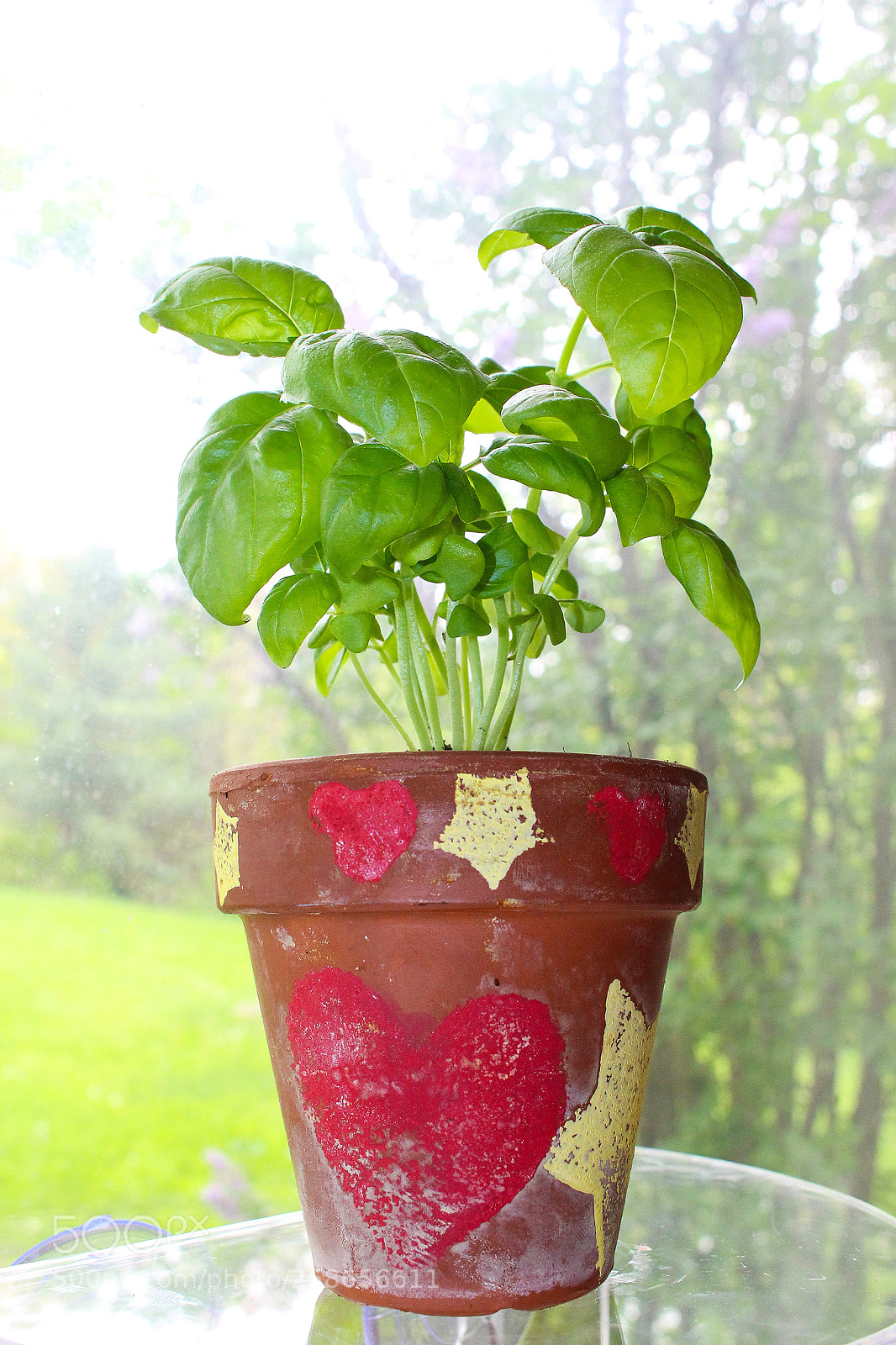 Canon EOS 100D (EOS Rebel SL1 / EOS Kiss X7) sample photo. Basil_plant_window photography