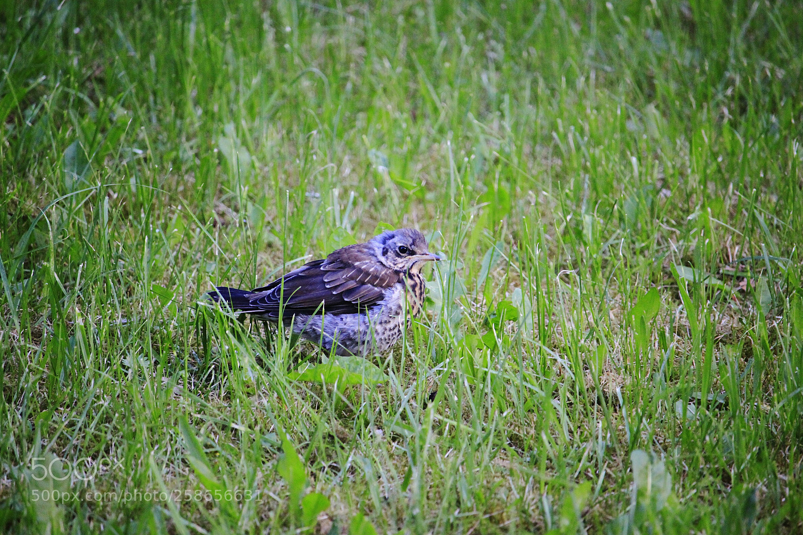 Canon EOS 500D (EOS Rebel T1i / EOS Kiss X3) sample photo. Bird photography